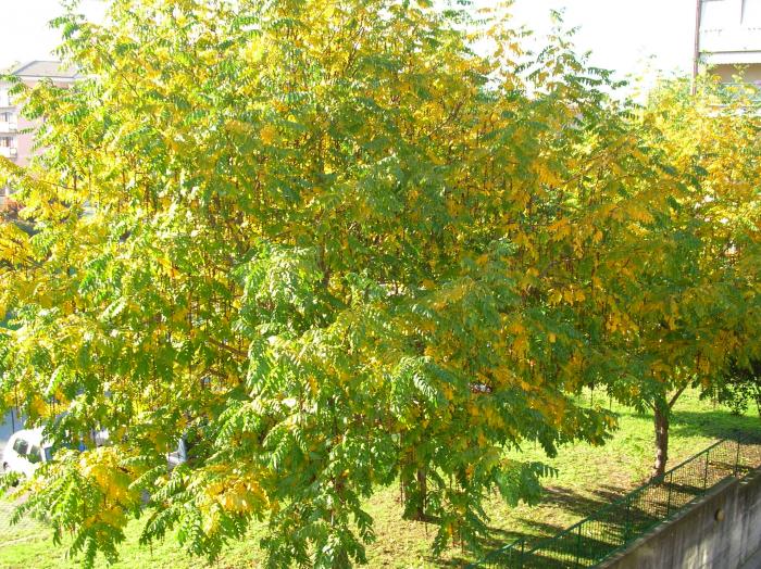 Autumn leaves